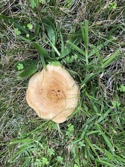 Lactarius alnicola