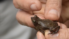 Rhinella alata