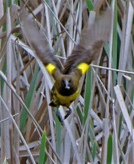 Pseudoleistes virescens