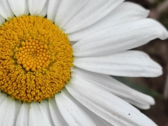 Leucanthemum maximum