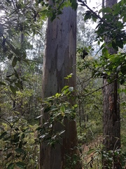 Eucalyptus tereticornis