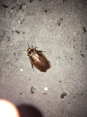 Blaberus discoidalis