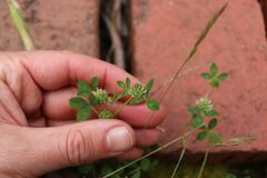 Trifolium glomeratum