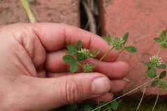 Trifolium glomeratum