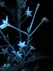 Nicotiana longiflora
