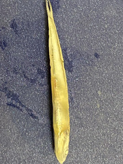 Anchoa ischana