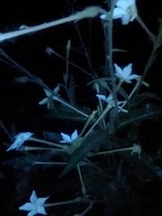Nicotiana longiflora