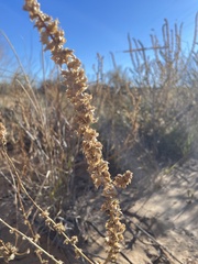 Atriplex canescens