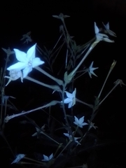 Nicotiana longiflora