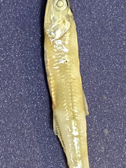 Anchoa ischana