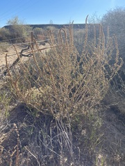 Atriplex canescens