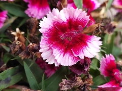 Dianthus