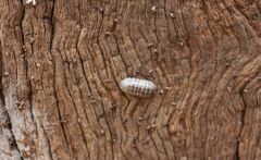 Armadillidium vulgare