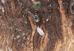 Armadillidium vulgare