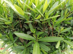 Myoporum laetum