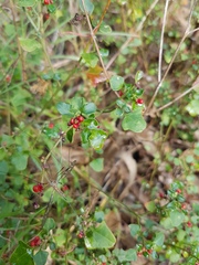 Chenopodium robertianum