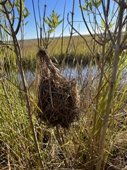 Cistothorus stellaris