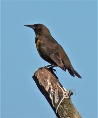 Pseudoleistes virescens