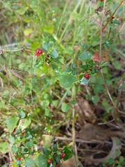Chenopodium robertianum