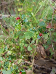 Chenopodium robertianum
