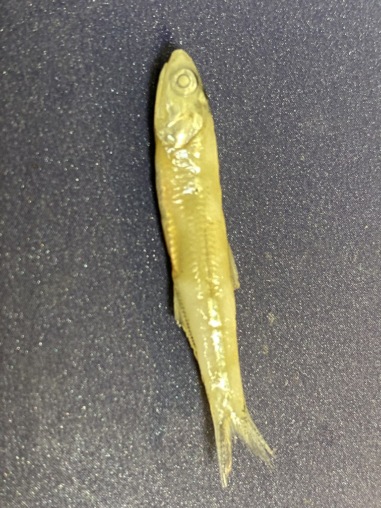 Anchovy (Anchoa ischana) — Engraulidae