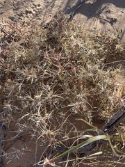 Munroa squarrosa