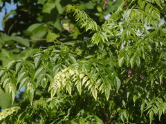 Koelreuteria bipinnata