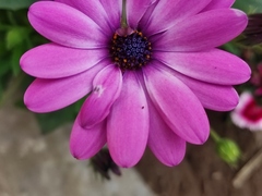 Dimorphotheca