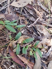 Eremophila debilis