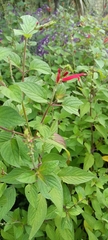Salvia elegans