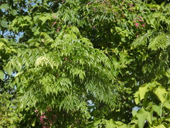 Koelreuteria bipinnata