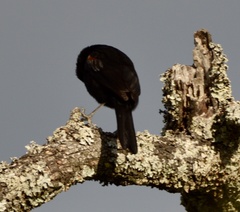 Icterus pyrrhopterus