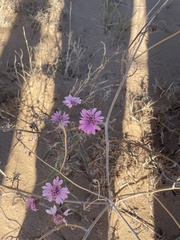 Palafoxia sphacelata