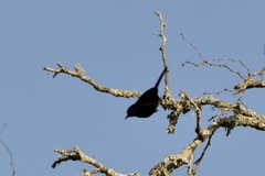 Icterus pyrrhopterus