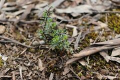 Pultenaea largiflorens