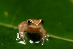 Dendropsophus sanborni