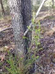 Ozothamnus diosmifolius