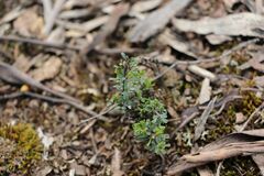 Pultenaea largiflorens