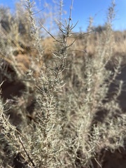 Artemisia filifolia