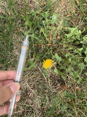 Taraxacum