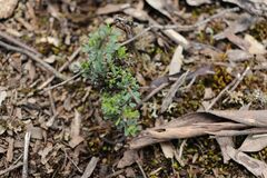 Pultenaea largiflorens