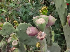 Opuntia