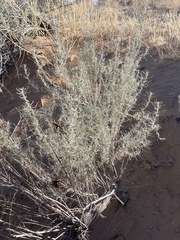 Artemisia filifolia