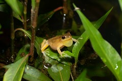 Dendropsophus minutus