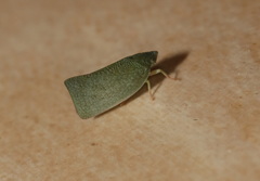 Siphanta acuta
