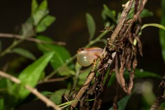 Dendropsophus nanus