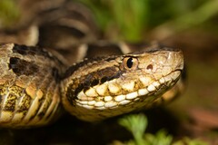 Bothrops neuwiedi