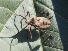Coreidae