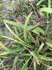 Rhynchospora ciliaris