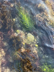 Phyllospadix torreyi